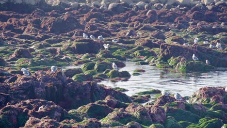 Muchos-Pájaros-Cerca-De-Rocas-Con-Algas-Y-Crustáceos