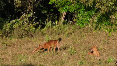 Asiatic-Wild-Dog-or-Dhole,-Cuon-alpinus-two-individuals-playing-fight-while-the-other-watches-on-the-right-as-the-camera-tilts-upward-during-the-afternoon-in-Khao-Yai-National-Park,-Thailand
