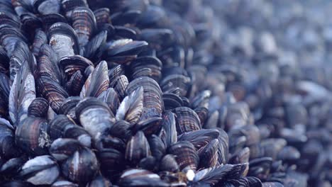 Millions-of-mussels-along-the-Pacific-coastline---focus-pull-from-far-to-near-with-close-up-detail