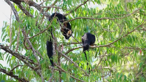 Black-Giant-Squirrel,-Ratufa-bicolor-two-individuals-feeding-on-fruits-while-the-other-is-seen-from-its-back,-the-other-busy-eating-with-both-hands,-Khao-Yai-National-Park,-Thailand