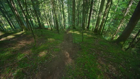 A-mountain-biker-rides-down-a-forest-of-tall-trees-fast
