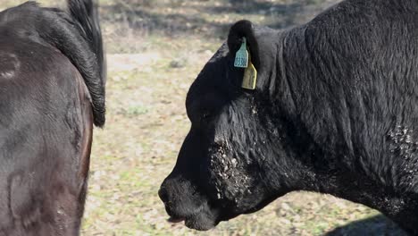 Black-bull-smelling-and-walking-behind-female-cow