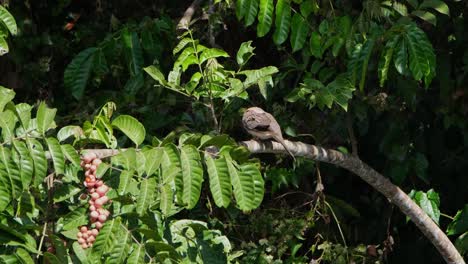 Spotted-Dove,-Spilopelia-chinensis-seen-from-its-side-perched-on-a-branch-of-the-fruiting-tree-while-preening-its-left-wing-in-Khao-Yai-National-Park,-Thailand