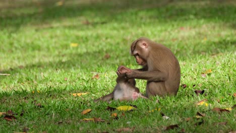 Northern-Pig-tailed-Macaque,-Macaca-leonina-seen-carefully-grooming-the-legs-and-belly-its-child-on-the-ground-as-its-male-organ-sticks-out-like-a-pink-twig,-Khao-Yai-National-Park,-Thailand