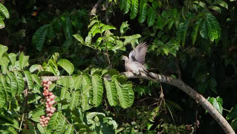 Gefleckte-Taube,-Spilopelia-Chinensis-Von-Der-Seite-Gesehen,-Während-Sie-Ihren-Linken-Flügel-Anhebt-Und-Sie-Der-Morgensonne-Zum-Trocknen-Aussetzt,-Während-Sie-Sich-Umschaut,-Khao-Yai-Nationalpark,-Thailand