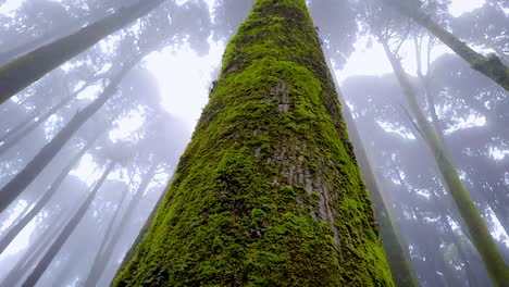 Bosque-De-Pinos-Con-Niebla-Blanca-Por-La-Mañana-Desde-Diferentes-ángulos-En-Detalles