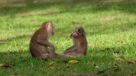 Northern-Pig-tailed-Macaque,-Macaca-leonina-grooming-its-young-on-its-butt-side-then-they-both-sit-to-scratch-and-then-grooms-its-young-again-on-its-face,-Khao-Yai-National-Park,-Thailand