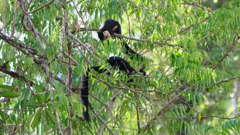 Black-Giant-Squirrel,-Ratufa-bicolor,-one-on-top-busy-eating-fruits-while-the-other-below-also-working-hard-reaching-for-some-fruits-as-well,-Khao-Yai-National-Park,-Thailand