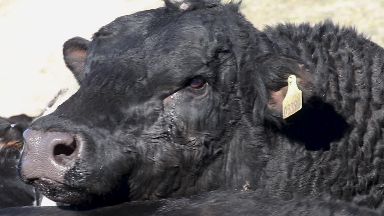 Стоковое видео категории «Премиум» — Бык породы черный ангус следует за  коровой-матерью и лижет ей спину