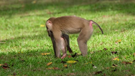 Northern-Pig-tailed-Macaque,-Macaca-leonina-seen-scratching-its-butt-while-its-baby-is-under-her-as-seen-in-Khao-Yai-National-Park,-Thailand