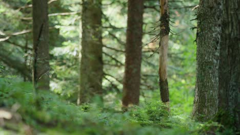 A-cyclist-rides-past-the-camera-with-speed-in-a-forest