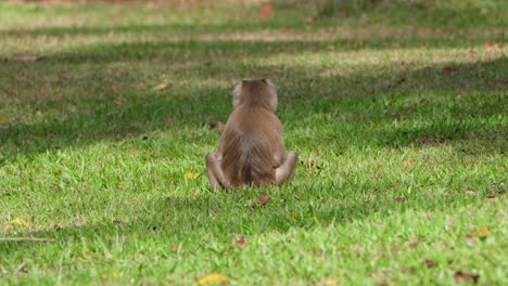 Northern-Pig-tailed-Macaque,-Macaca-leonina-a-young-individual-seen-from-its-back-while-sitting-on-the-grass-in-Khao-Yai-National-Park,-Thailand