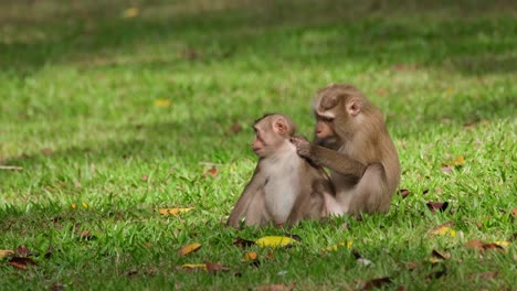 Northern-Pig-tailed-Macaque,-Macaca-leonina-grooming-its-young-during-the-afternoon-pulling-some-pests-from-the-neck-and-then-brings-its-young-down-on-the-grass,-Khao-Yai-National-Park,-Thailand