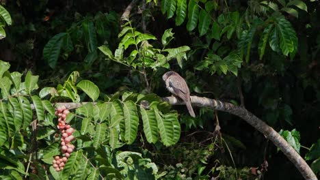 Gefleckte-Taube,-Spilopelia-Chinensis,-Gesehen-Von-Ihrer-Seite-Nach-Links,-Während-Sie-Auf-Einem-Ast-Thront,-Während-Sie-Ihre-Federn-Auf-Ihrer-Brust-Putzt,-Khao-Yai-Nationalpark,-Thailand
