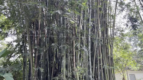 Super-Große-Und-Dicke-Bambusse