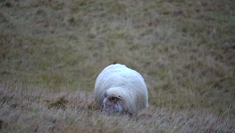 Isländische-Schafe-Fressen-Hautnah-Auf-Grasfeldern