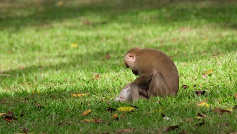 Northern-Pig-tailed-Macaque,-Macaca-leonina-a-mother-seen-pulling-pests-from-the-body-of-its-child-while-its-male-genital-is-excited-to-see-the-world,-Khao-Yai-National-Park,-Thailand