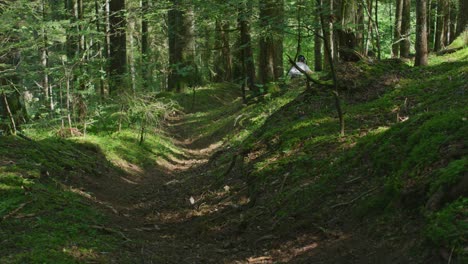 A-mountain-biker-is-riding-down-a-fresh-trail-in-a-forest