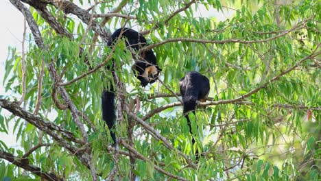 Black-Giant-Squirrel,-Ratufa-bicolor-two-individuals-eating-fruits-of-the-tree-and-one-in-the-front-hanging-its-tail-then-moves-down-towards-to-a-branch-in-Khao-Yai-National-Park,-Thailand