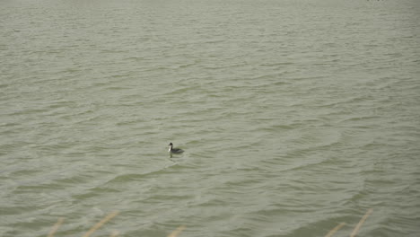 Little-bird-on-lake-dives-for-food