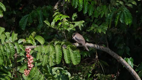Gefleckte-Taube,-Spilopelia-Chinensis,-Die-Ihren-Linken-Flügel-Hebt,-Um-Dem-Sonnenlicht-Auszusetzen,-Steht-Dann-Auf-Dem-Ast,-Um-Ihre-Federn-Auf-Ihrer-Brust-Zu-Putzen,-Khao-Yai-Nationalpark,-Thailand