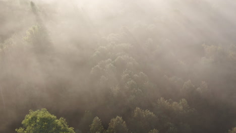 Eine-Luftaufnahme-über-Einem-Magischen-Wald,-Wo-Sonnenlicht-Durch-Den-Morgennebel-Sickert