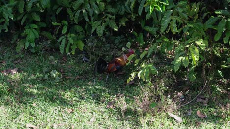 Junglefowl,-Gallus-a-male-individual-seen-going-in-the-forest-,-Khao-Yai-National-Park,-Thailand
