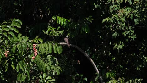 Gefleckte-Taube,-Spilopelia-Chinensis,-Die-Auf-Einem-Ast-Tief-Im-Wald-Sitzt,-Sich-Dann-Putzt-Und-Sich-Nach-Links-Dreht,-Khao-Yai-Nationalpark,-Thailand