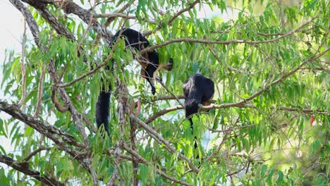Black-Giant-Squirrel,-Ratufa-bicolor-seen-eating-with-two-hands-and-then-moves-to-the-lower-branch-while-the-other-is-not-moving,-Khao-Yai-National-Park,-Thailand