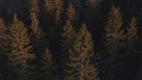 Aerial-drone-shot-of-swaying-spruce-trees-in-beautiful-soft-evening-light