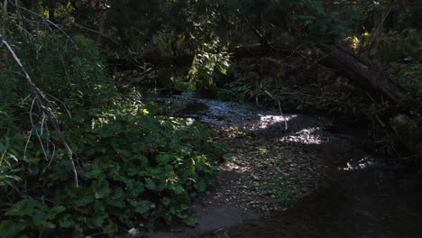 Ein-Fluss-Fließt-über-Dichtem-Laub-Im-Wald