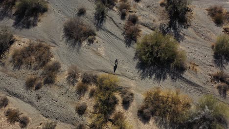 An-overhead-aerial-shot-of-a-desperado-wearing-a-poncho-and-cowboy-hat-wandering-through-a-dry-wash-in-Arizona's-Sonoran-Desert
