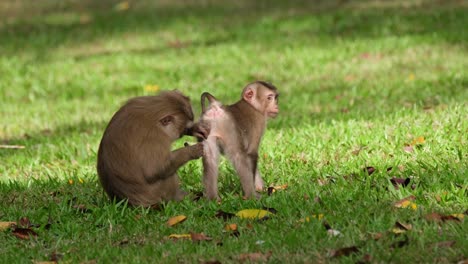 Northern-Pig-tailed-Macaque,-Macaca-leonina-seen-grooming-and-pulling-pest-from-the-butt-of-its-child-in-Khao-Yai-National-Park-during-the-afternoon,-Thailand