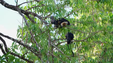 Black-Giant-Squirrel,-Ratufa-bicolor-seen-moving-on-a-branch-going-to-the-right-then-reaches-out-for-some-fruits-below-while-the-other-is-seen-from-its-back,-Khao-Yai-National-Park,-Thailand