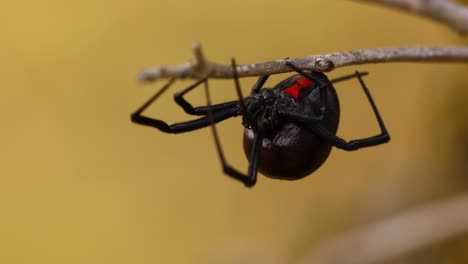 Static-close-up-macro-shot-of-a-black-widow-spider-on-a-branch