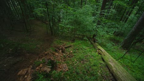 A-mountain-biker-is-riding-a-fresh-trail-in-a-lush-forest