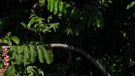 Gefleckte-Taube,-Spilopelia-Chinensis,-Gesehen-Auf-Einem-Ast-Eines-Fruchtbaumes,-Der-Nach-Rechts-Zeigt,-Fliegt-Dann-Weg,-Khao-Yai-Nationalpark,-Thailand