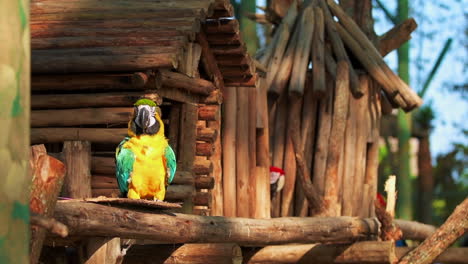 Colorful-macaw-parrot-eating-in-front-of-a-treehouse-on-a-sunny-day,-slowmotion-shot