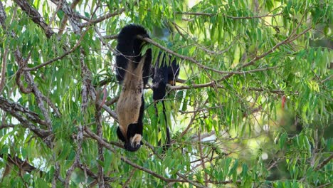 Black-Giant-Squirrel,-Ratufa-bicolor-an-individual-hanging-upside-down-eating-fruits-while-another-is-seen-at-the-back-during-a-windy-day-in-Khao-Yai-National-Park,-Thailand