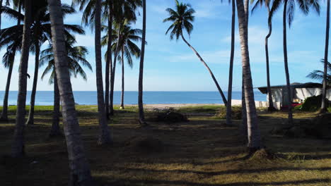 Walk-in-palms-tree-and-sea-under-fantastic-sunlight