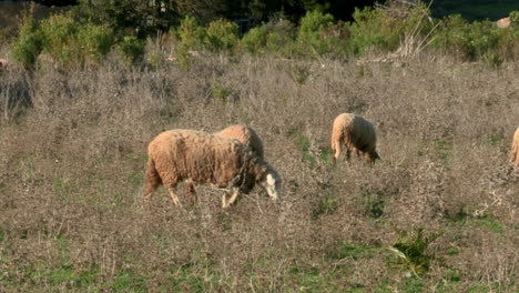 Herd-Of-Sheep-Feeding-On-The-Grassland-Under-The-Sunlight