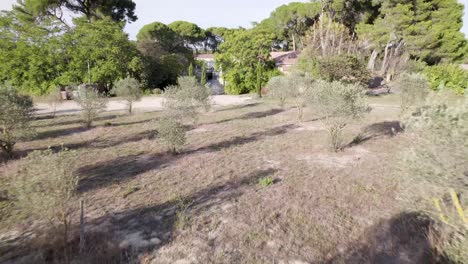 Olivenbäume-In-Reihen-Entlang-Eines-Weingartens-In-Südfrankreich,-Luftüberführungsaufnahme
