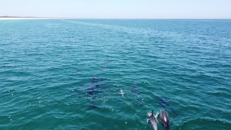 Aerial-Drone-View,-School-Dolphins-at-Comporta-Beach,-South-Portugal