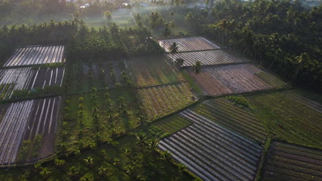 Aerial,-cinematic-tropical-agriculture-land-at-dawn