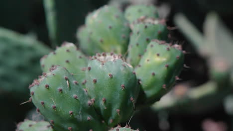 Close-Up-of-green-wild-cactus-plant-with-indian-figs-Slow-Motion-Detail