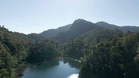 Bosque-De-Araucaria-En-La-Laguna-Del-Toro,-Parque-Nacional-Huerquehue---Disparo-De-Drones