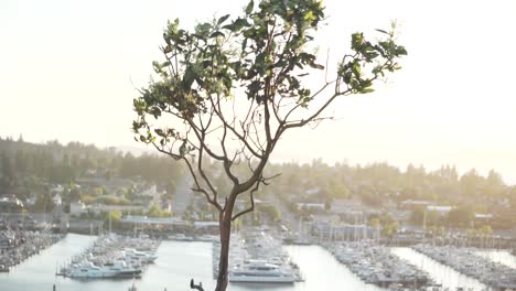 Tree-With-Flowers-Swaying-In-The-Wind-With-Marina-In-The-Background