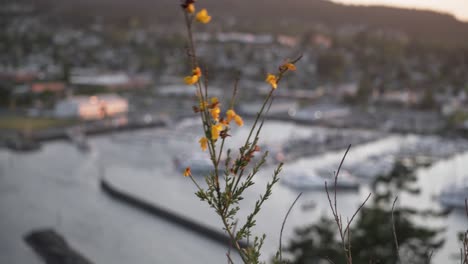 Gelbe-Blumen,-Die-Von-Der-Meeresbrise-Geweht-Werden,-Mit-Cap-Sante-Marina-Im-Hintergrund
