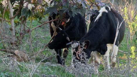 Vaca-Y-Buey-Con-Crotales-Comiendo-Hierba-En-Campos-Rurales