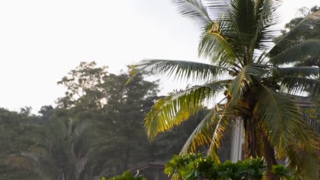 Nahaufnahme-Einer-Großen-Kokospalme-Mit-Ihren-Wedeln,-Die-Während-Eines-Warmen-Sonnenuntergangs-In-Der-Nähe-Der-Pazifikküste-Friedlich-Im-Wind-Wehen